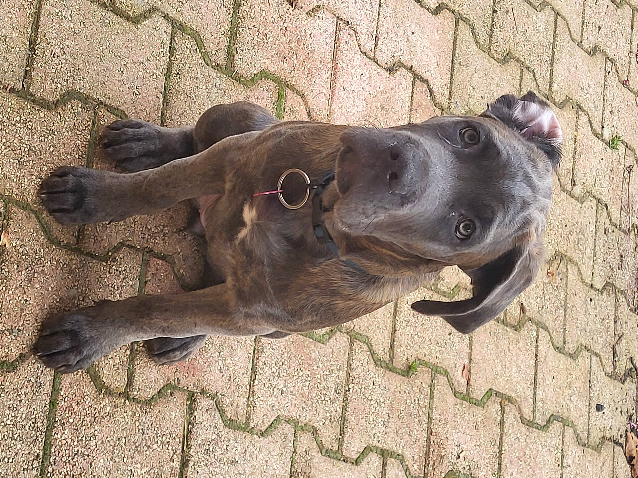 Thalya participe au concours pour gagner de l'argent avec cette photo : canidae, carnivore, companion_dog, dog, dog_breed, dog_collar, fawn, guard_dog, liver, non_sporting_group, plant, sporting_group, street_dog, tail, terrestrial_animal, wood, working_animal