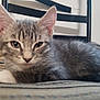 Babagirl joined the competition — help win amazing prizes! kitten, cat, gray, tabby, fur, animal, pet, cushion, chair, indoor, closeup, cute, whiskers, ears, relaxed, lying_down, young, feline, soft, domestic