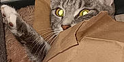 Babagirl is registered to the contest to win money with this photo: cat, tabby, paw, paper_bag, hiding, peeking, indoor, carpet, fur, whiskers, ears, claw, curiosity, pet, animal, cute, playful, domestic, eye_reflection, resting