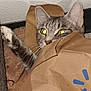 cat, tabby, paw, paper_bag, hiding, peeking, indoor, carpet, fur, whiskers, ears, claw, curiosity, pet, animal, cute, playful, domestic, eye_reflection, resting