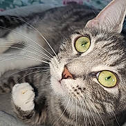 Babagirl joined the competition — help win amazing prizes! cat, tabby, green_eyes, whiskers, close_up, pet, feline, indoor, cozy, curious, lying_down, soft_surface, household, bed, blanket, paw, fur, domestic_animal, animal, cute