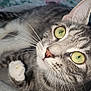 Babagirl is registered to the contest to win money with this photo: cat, tabby, green_eyes, whiskers, pet, close_up, indoor, soft_surface, curious, feline, animal, portrait, laying_down, household, domestic, cute, fur, nose, ear, relaxed