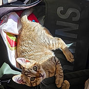 Baloo participe au concours pour gagner de l'argent avec cette photo : cat, kitten, tabby, backpack, sunlight, indoor, pet, fur, animal, relaxing, curious, young, striped, looking, colorful, fabric, zipper, closeup, cute, comfortable