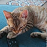 cat, kitten, tabby, remote_control, blue_couch, indoor, pet, curious, paw, patterned_rug, natural_light, window, sliding_door, floor, relaxing, domestic, animal, feline, home, human_leg