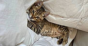 Baloo participe au concours pour gagner de l'argent avec cette photo : cat, kitten, tabby, blanket, bed, cozy, fur, pet, indoor, resting, cute, sleepy, comfort, soft, whiskers, animal, feline, young, relaxed, warm