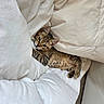 cat, kitten, tabby, blanket, bed, cozy, fur, pet, indoor, resting, cute, sleepy, comfort, soft, whiskers, animal, feline, young, relaxed, warm