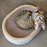 cat, tabby, pet_bed, curled_up, looking_up, floor, indoor, feline, striped, whiskers, ears, tail, cozy, resting, animal, cute, small, domestic, relaxed, paw
