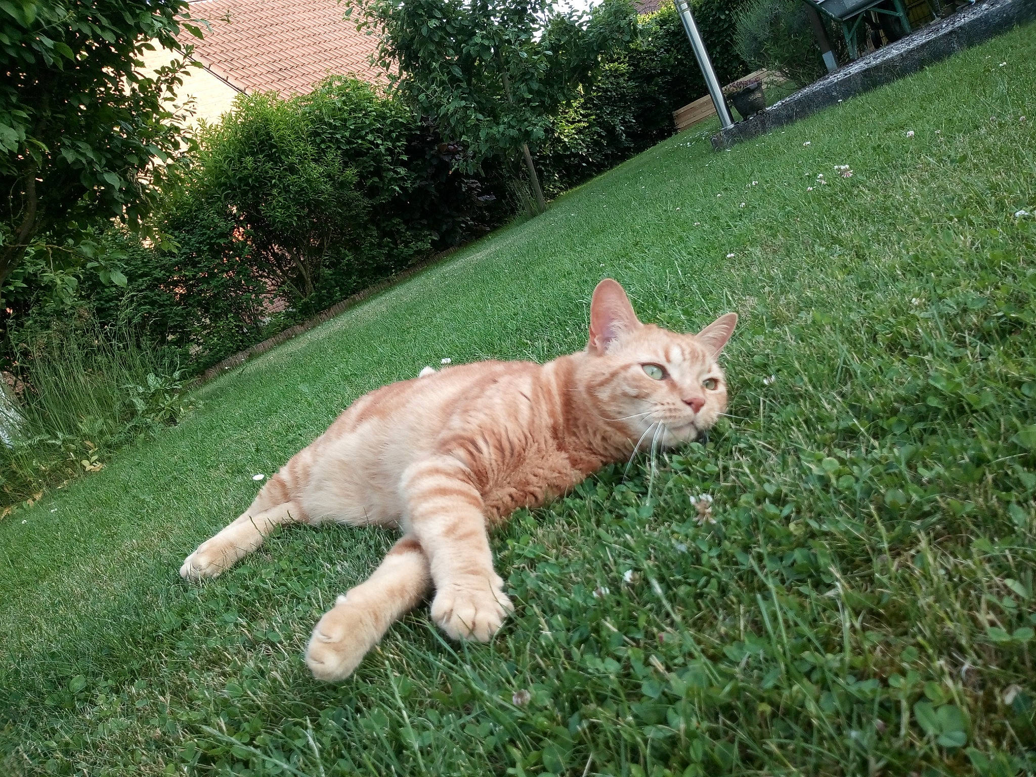 Muffin a rejoint le concours — aidez-le/la à gagner de superbes lots ! carnivore, cat, dog_breed, domestic_short_haired_cat, fawn, felidae, fur, garden, grass, groundcover, lawn, plant, small_to_medium_sized_cats, snout, sporting_group, tail, terrestrial_animal, tree, whiskers, wildlife