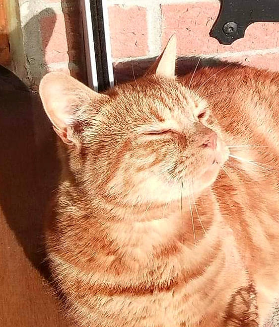 Muffin a rejoint le concours — aidez-le/la à gagner de superbes lots ! carnivore, cat, domestic_short_haired_cat, fawn, felidae, flooring, fur, hardwood, paw, small_to_medium_sized_cats, snout, tail, terrestrial_animal, whiskers, window, wood