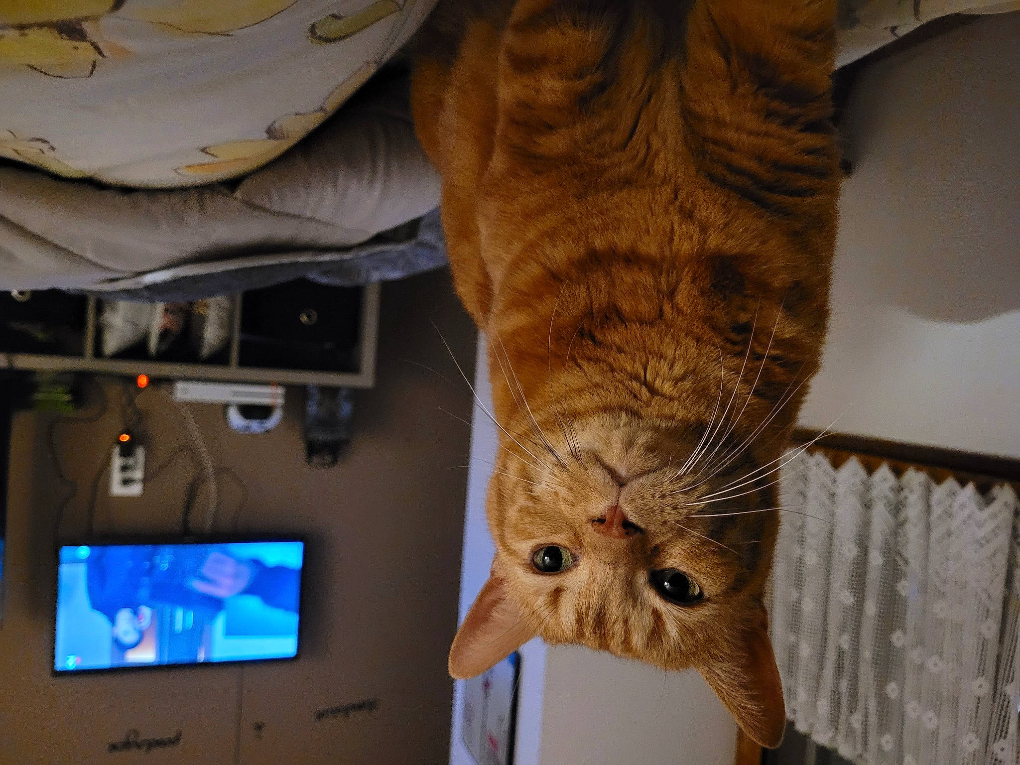 Muffin a rejoint le concours — aidez-le/la à gagner de superbes lots ! artifact, carnivore, cat, claw, comfort, display_device, domestic_short_haired_cat, fawn, felidae, fur, machine, room, small_to_medium_sized_cats, snout, tail, terrestrial_animal, whiskers, wildlife, wood