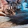 cat, tabby_cat, animal, pet, fur, tail, yellow_eyes, resting, indoors, soft_texture, closeup, laying_down, feline, domestic_cat, mammal, relaxed, blurred_background, whiskers, portrait, cozy