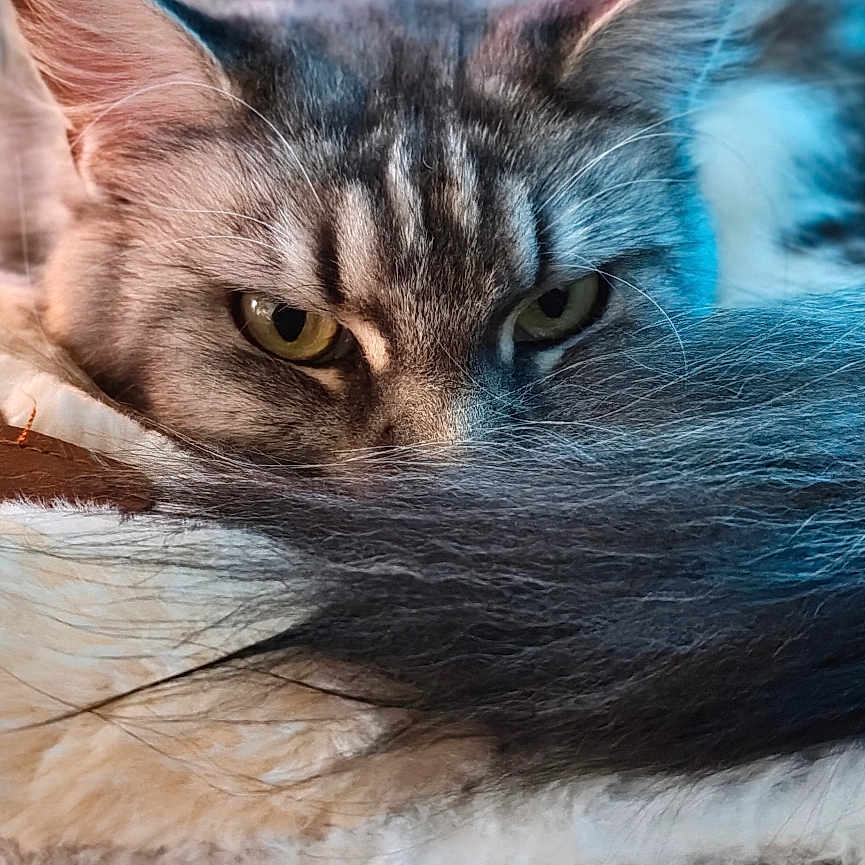 Eris a rejoint le concours — aidez-le/la à gagner de superbes lots ! cat, tabby_cat, animal, pet, fur, tail, yellow_eyes, resting, indoors, soft_texture, closeup, laying_down, feline, domestic_cat, mammal, relaxed, blurred_background, whiskers, portrait, cozy