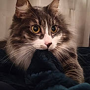 Dita a rejoint le concours — aidez-le/la à gagner de superbes lots ! animal, cat, closeup, cozy, curious, curtain, cute, domestic_cat, fabric, fluffy, fur, indoor, pet, playful, portrait, sleeping_area, soft_lighting, tabby, whiskers, wide_eyes