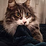 animal, cat, closeup, cozy, curious, curtain, cute, domestic_cat, fabric, fluffy, fur, indoor, pet, playful, portrait, sleeping_area, soft_lighting, tabby, whiskers, wide_eyes