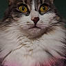 Dita a rejoint le concours — aidez-le/la à gagner de superbes lots ! animal, cat, close_up, computer, curious, cute, electronics, feline, fluffy, glowing, indoor, long_hair, majestic, neon_light, pet, pink_light, portrait, technology, whiskers, yellow_eyes