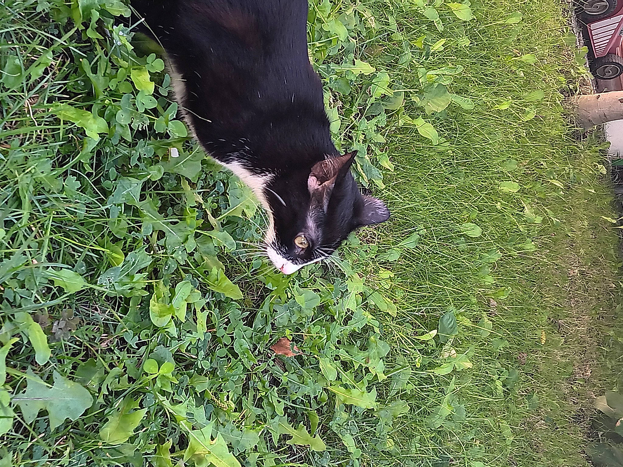 Lena participe au concours pour gagner de l'argent avec cette photo : canidae, dairy_cow, fur, grass, grassland, grazing, groundcover, human_leg, natural_landscape, pasture, plant, shrub, sporting_group, tail, terrestrial_animal, tints_and_shades, tree, trunk, wildlife, working_animal