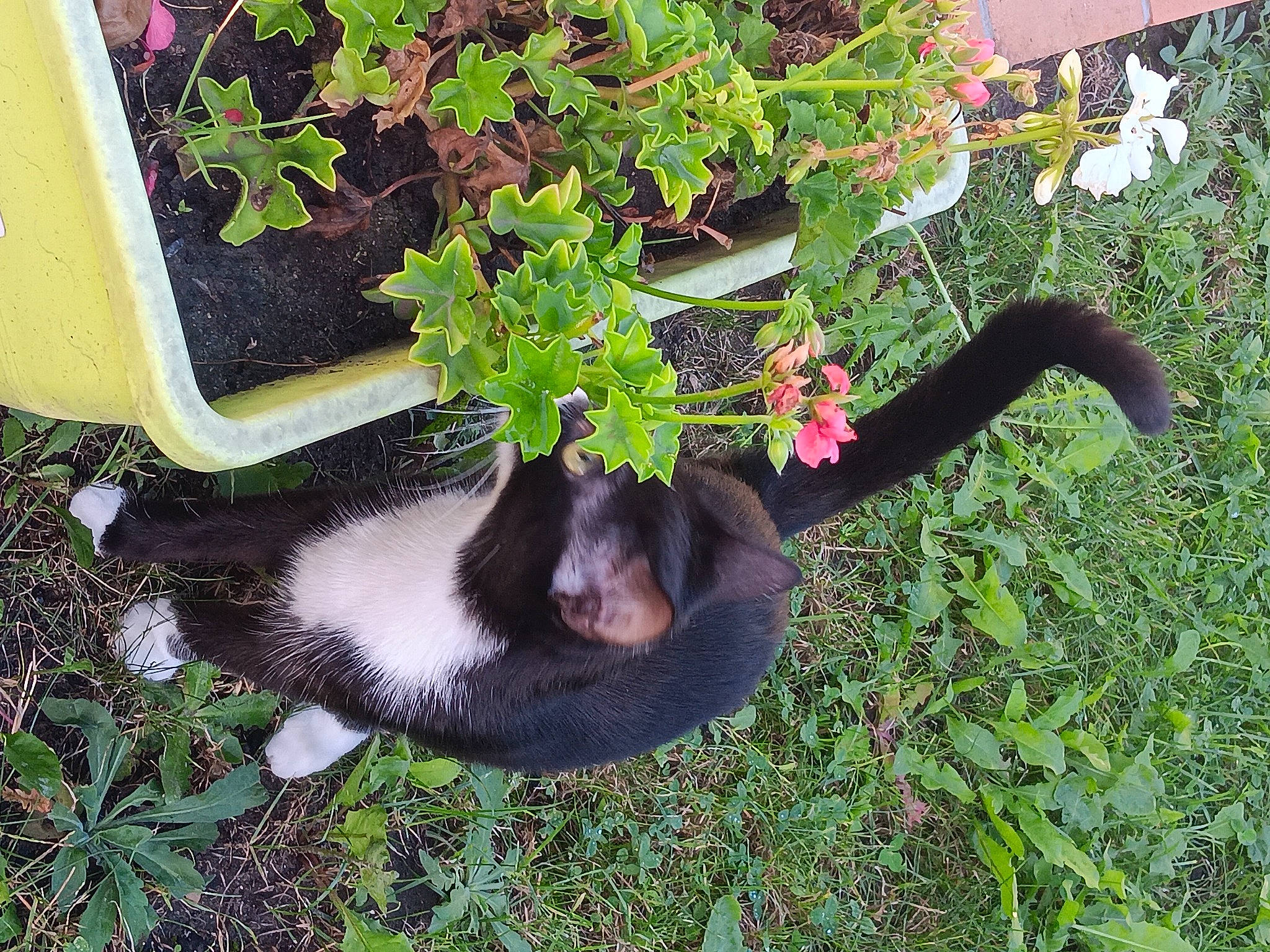 Lena participe au concours pour gagner de l'argent avec cette photo : annual_plant, carnivore, companion_dog, dog, dog_breed, felidae, flower, flowering_plant, flowerpot, grass, groundcover, herb, herbaceous_plant, houseplant, plant, shrub, small_to_medium_sized_cats, sporting_group, tail, whiskers