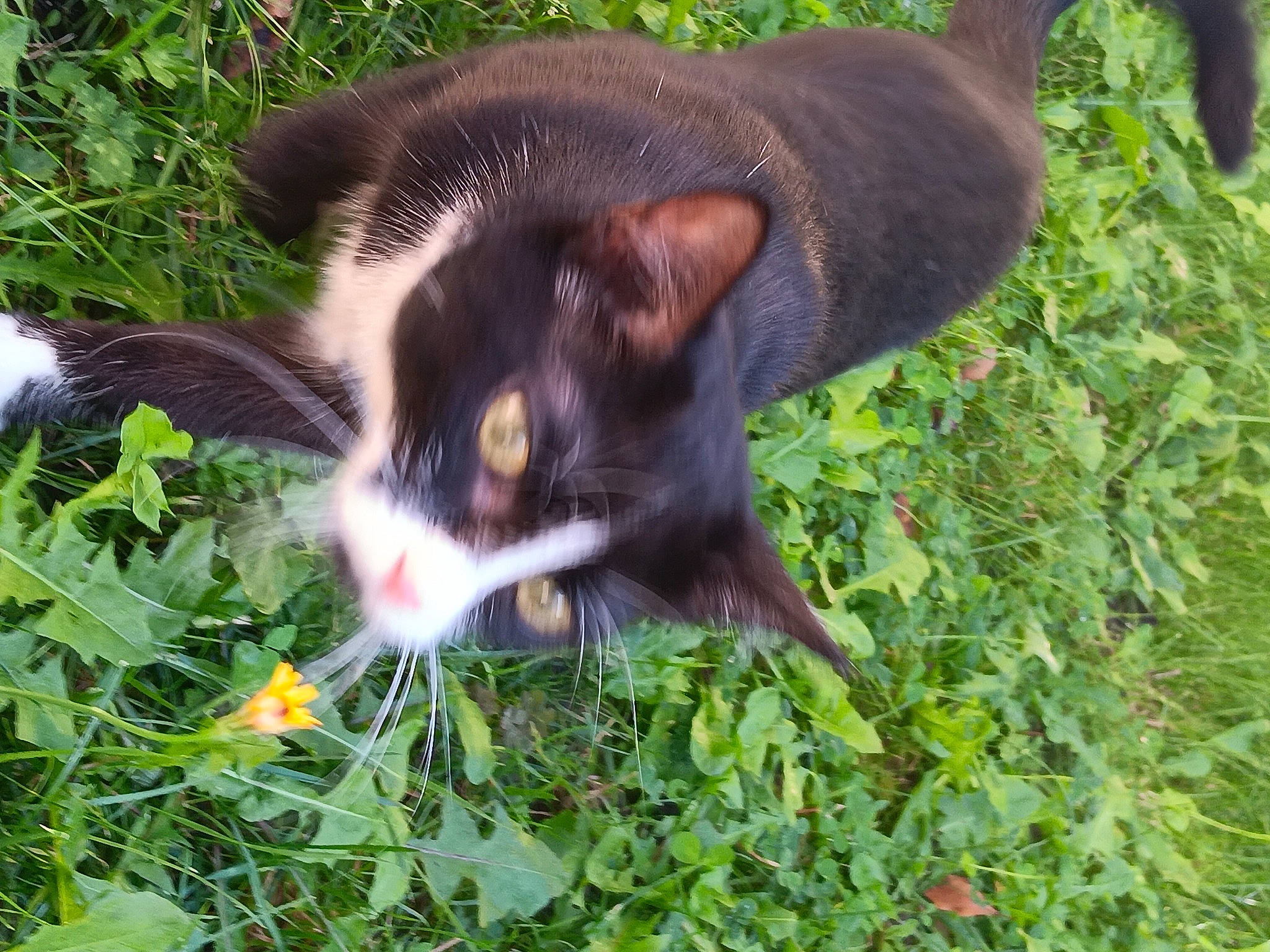 Lena participe au concours pour gagner de l'argent avec cette photo : carnivore, cat, dog_breed, domestic_short_haired_cat, felidae, flower, flowering_plant, fur, grass, groundcover, herb, herbaceous_plant, plant, shrub, small_to_medium_sized_cats, snout, tail, terrestrial_animal, whiskers, wildlife
