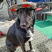 Vanda participe au concours pour gagner de l'argent avec cette photo : accessories, backyard, black_dog, brown_eyes, closeup, collar, couch, dog, floral_hat, fur, hat, id_tag, indoor, patterned_rug, paw, pet, plant, portrait, rug, sitting