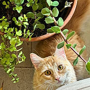 Kiwi joined the competition — help win amazing prizes! cat, orange_cat, tabby, plant, potted_plant, greenery, indoor, curious, whiskers, fur, eyes, leaf, pot, floor, pet, animal, houseplant, closeup, nature, cute