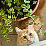 cat, orange_cat, tabby, plant, potted_plant, greenery, indoor, curious, whiskers, fur, eyes, leaf, pot, floor, pet, animal, houseplant, closeup, nature, cute