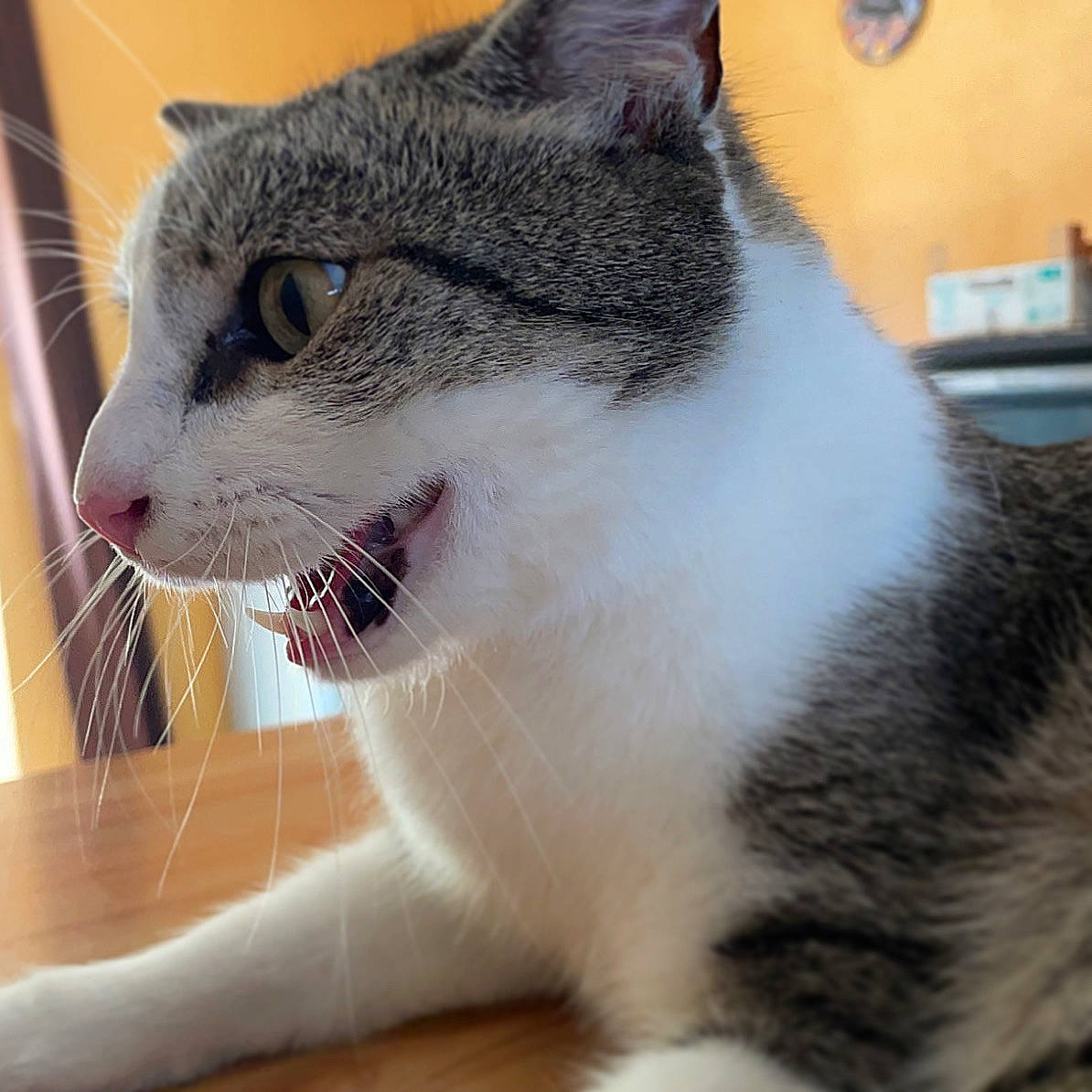 Pixi a rejoint le concours — aidez-le/la à gagner de superbes lots ! carnivore, cat, claw, collar, domestic_short_haired_cat, fang, felidae, fur, paw, pet_supply, small_to_medium_sized_cats, smile, snout, tail, terrestrial_animal, whiskers