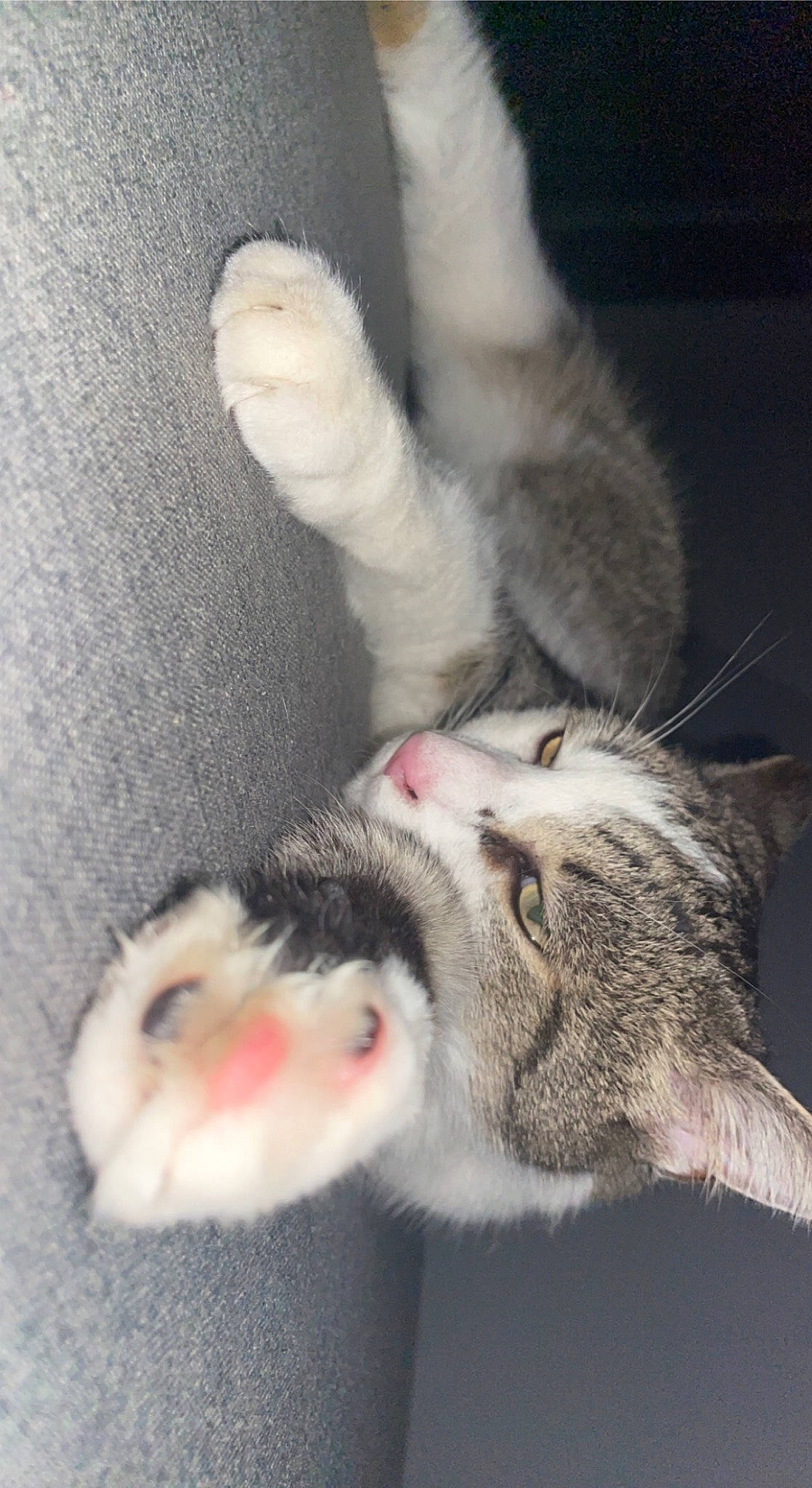 Pixi participe au concours pour gagner de l'argent avec cette photo : carnivore, cat, claw, close_up, domestic_short_haired_cat, fang, felidae, foot, fur, gesture, grey, paw, small_to_medium_sized_cats, tail, whiskers, yawn