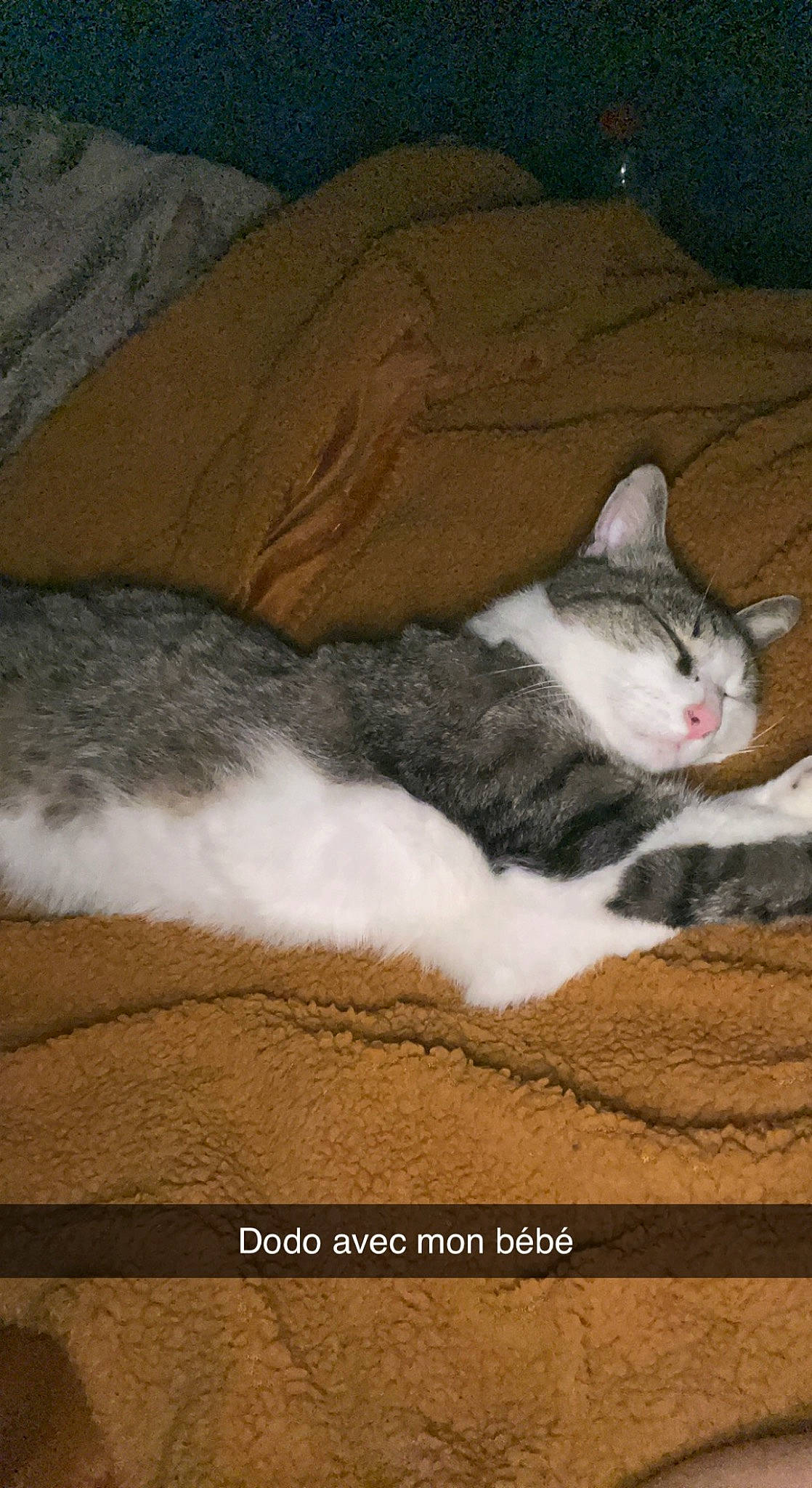 Pixi a rejoint le concours — aidez-le/la à gagner de superbes lots ! art, carnivore, cat, cat_supply, comfort, domestic_short_haired_cat, felidae, fur, grey, paw, photo_caption, small_to_medium_sized_cats, tail, whiskers, wood