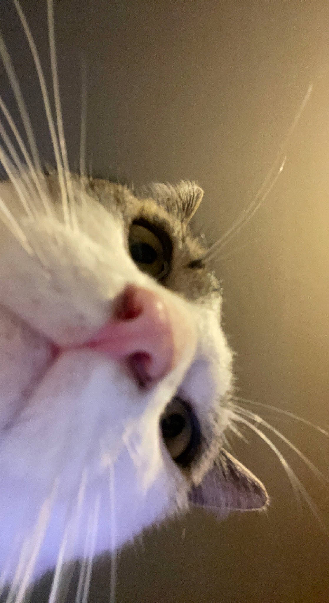 Pixi participe au concours pour gagner de l'argent avec cette photo : carnivore, cat, claw, close_up, domestic_short_haired_cat, ear, eyelash, fang, felidae, fur, macro_photography, paw, plant, small_to_medium_sized_cats, snout, tail, whiskers, yawn