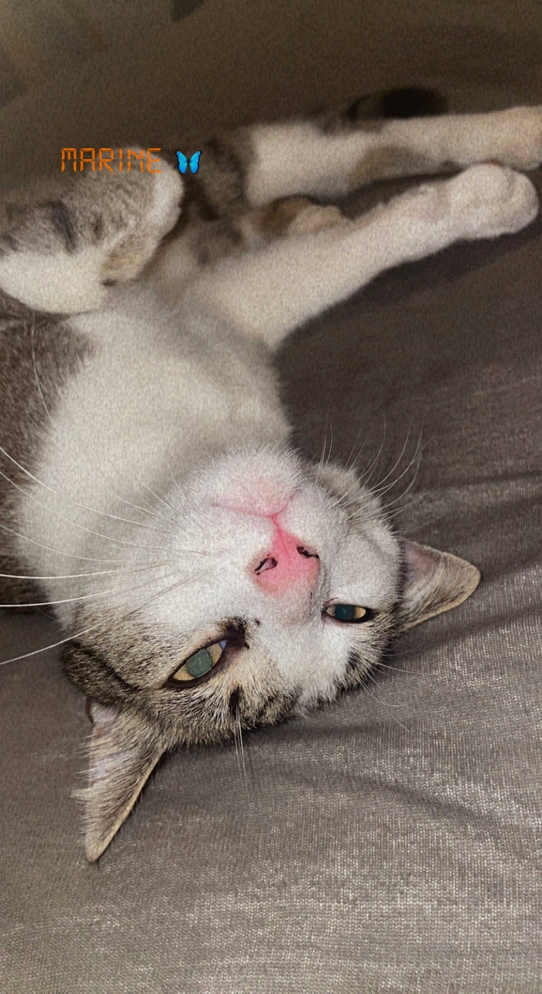 Pixi participe au concours pour gagner de l'argent avec cette photo : art, carnivore, cat, claw, comfort, domestic_short_haired_cat, fang, fawn, felidae, foot, fur, grey, paw, photo_caption, small_to_medium_sized_cats, snout, tail, toe, whiskers