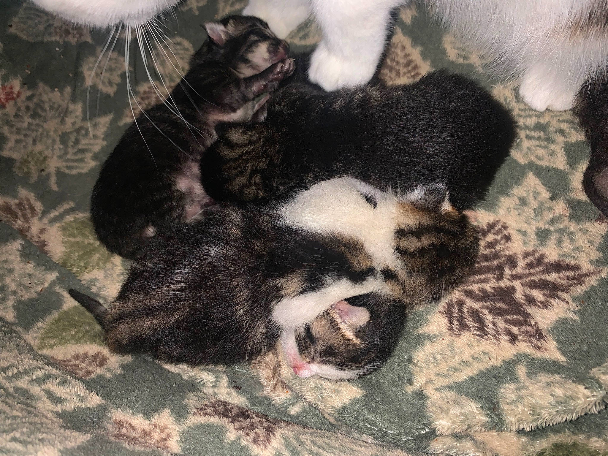 Mabelina is registered to the contest to win money with this photo: carnivore, cat, claw, comfort, dog_breed, domestic_short_haired_cat, felidae, foot, fur, grey, nap, paw, sleep, small_to_medium_sized_cats, snout, tail, terrestrial_animal, whiskers