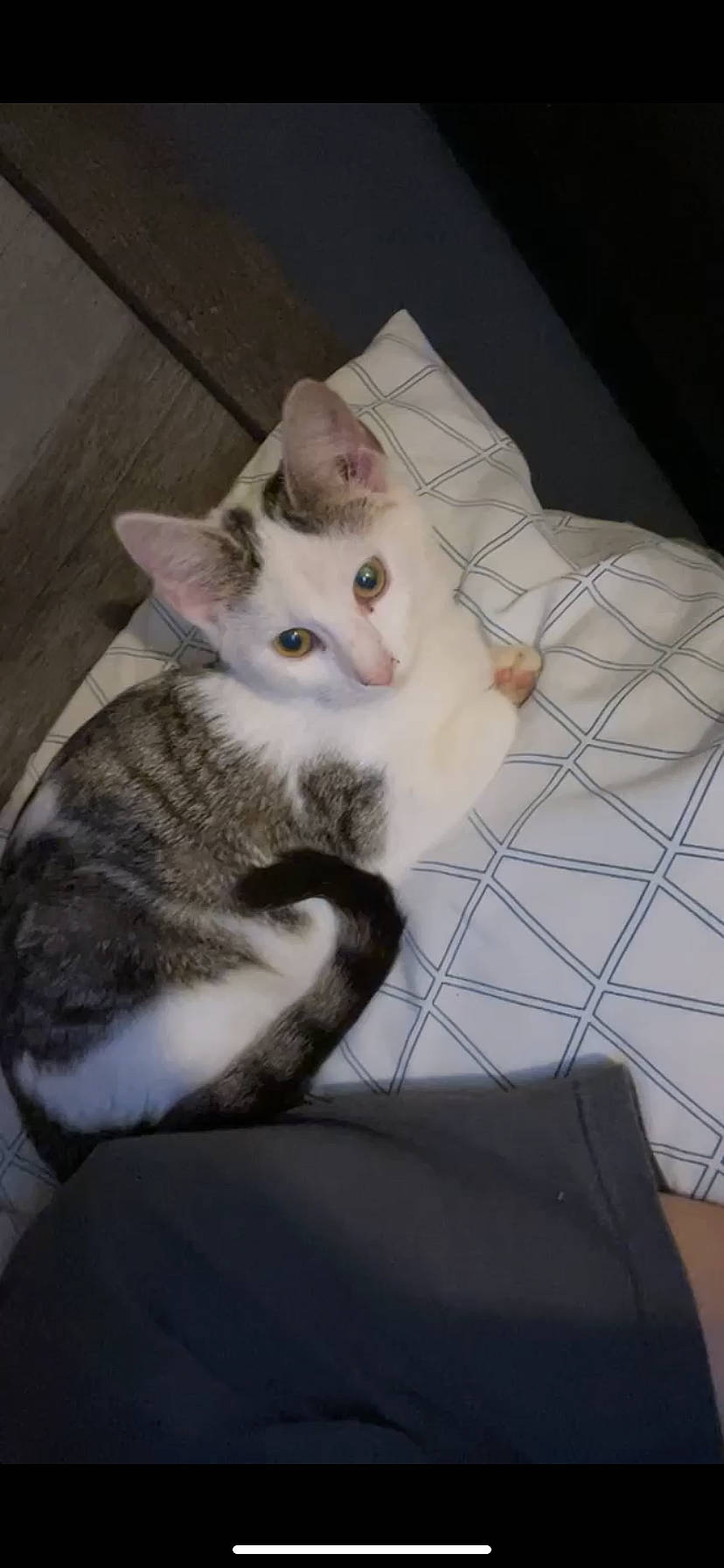 Mabelina joined the competition — help win amazing prizes! box, carnivore, cat, comfort, domestic_short_haired_cat, eye, fawn, felidae, fur, head, pattern, paw, sitting, small_to_medium_sized_cats, snout, tail, whiskers, wood