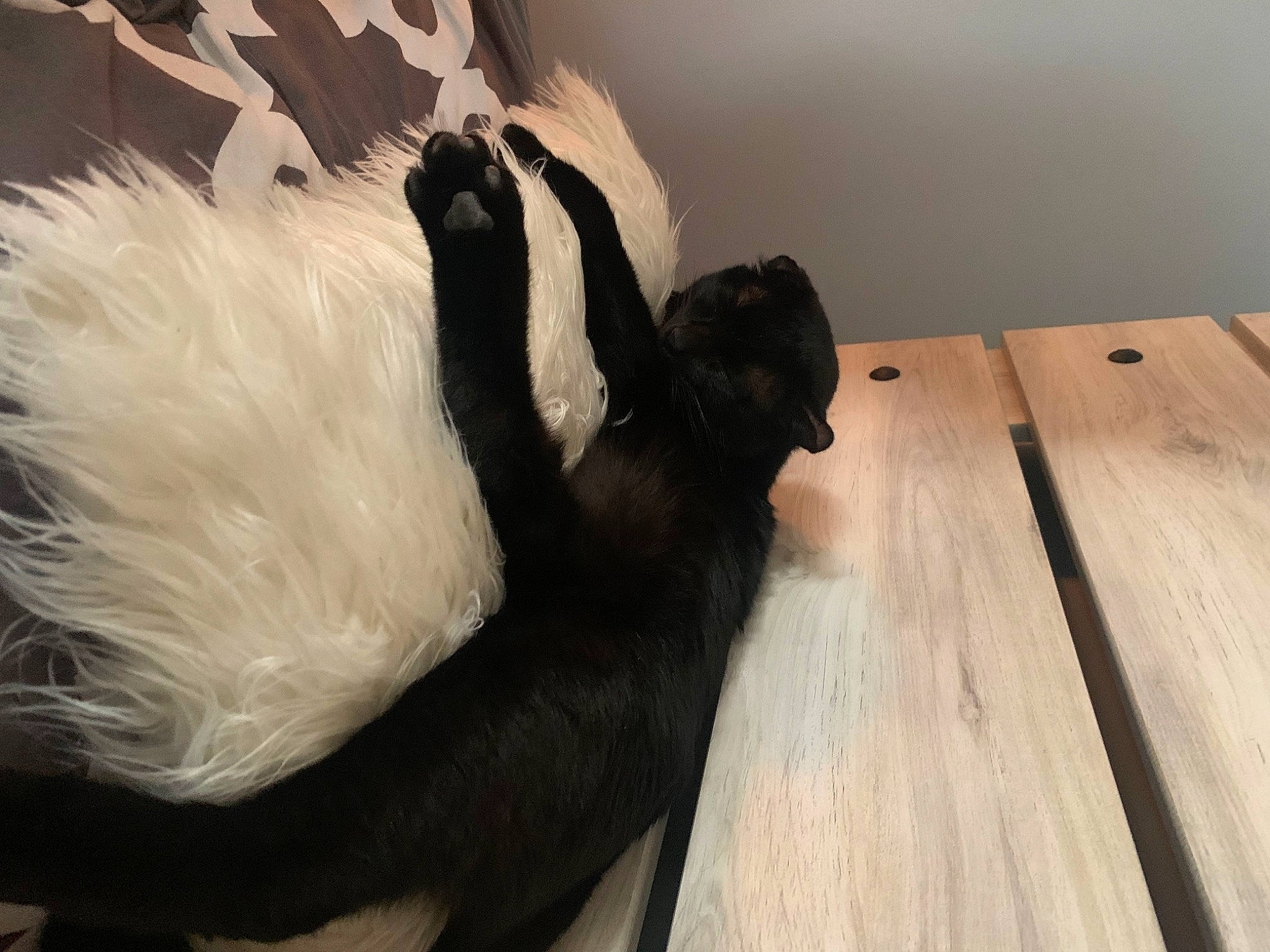 Binx joined the competition — help win amazing prizes! canidae, carnivore, claw, comfort, companion_dog, dog_breed, fawn, felidae, flooring, fur, hardwood, plank, small_to_medium_sized_cats, sporting_group, tail, terrestrial_animal, whiskers, wood, wood_stain, working_animal