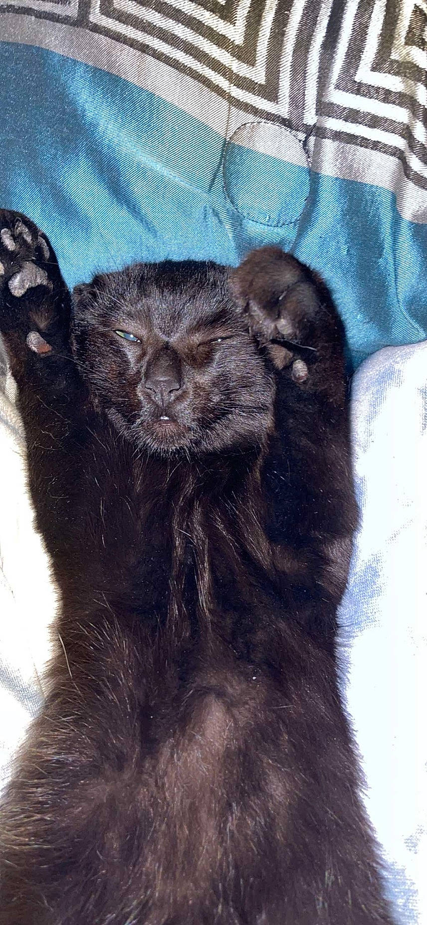 Binx is registered to the contest to win money with this photo: canidae, carnivore, claw, dog_breed, fur, liver, paw, sleeve, small_to_medium_sized_cats, snout, tail, terrestrial_animal, whiskers, working_animal, wrinkle