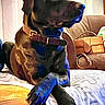 dog, black_dog, pet, indoor, couch, collar, paws_crossed, curtains, handbag, furniture, cozy, portrait, animal, resting, brown, leather, living_room, soft_lighting, domestic_dog, calm