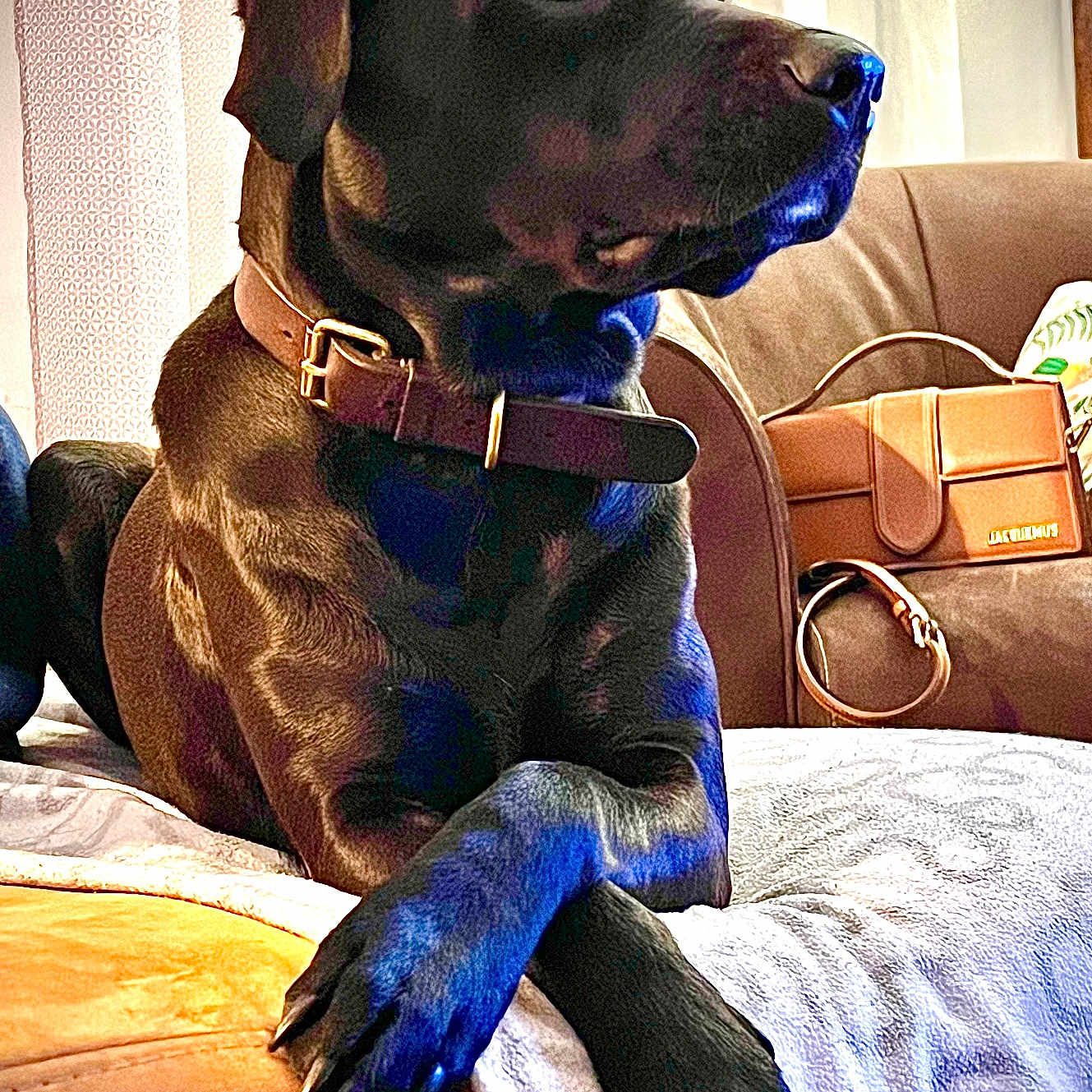 Mia a rejoint le concours — aidez-le/la à gagner de superbes lots ! dog, black_dog, pet, indoor, couch, collar, paws_crossed, curtains, handbag, furniture, cozy, portrait, animal, resting, brown, leather, living_room, soft_lighting, domestic_dog, calm