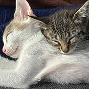 Adobe Et Kubernet a rejoint le concours — aidez-le/la à gagner de superbes lots ! adorable, animal, blanket, cat, closeup, companion, cozy, cuddle, cute, fur, indoor, kitten, nap, pets, resting, sleeping, soft, tabby_cat, texture, white_cat