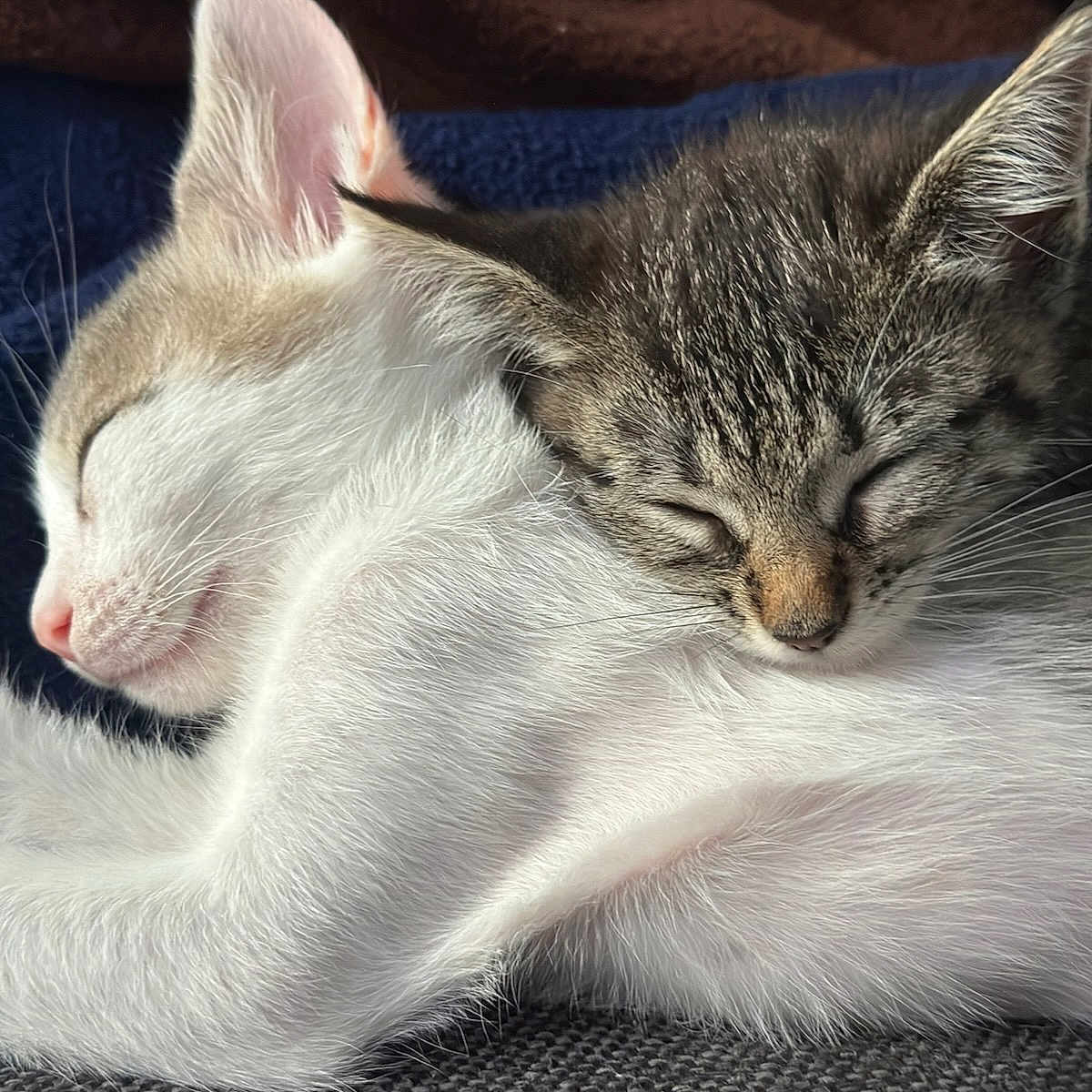 Adobe Et Kubernet a rejoint le concours — aidez-le/la à gagner de superbes lots ! adorable, animal, blanket, cat, closeup, companion, cozy, cuddle, cute, fur, indoor, kitten, nap, pets, resting, sleeping, soft, tabby_cat, texture, white_cat