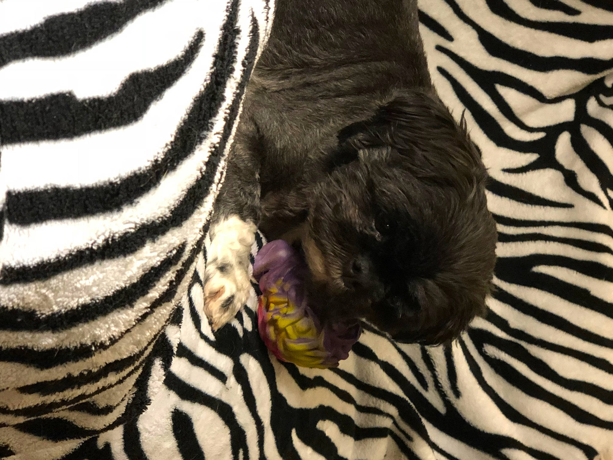 Lexi is registered to the contest to win money with this photo: canidae, carnivore, dog_breed, fawn, fur, snout