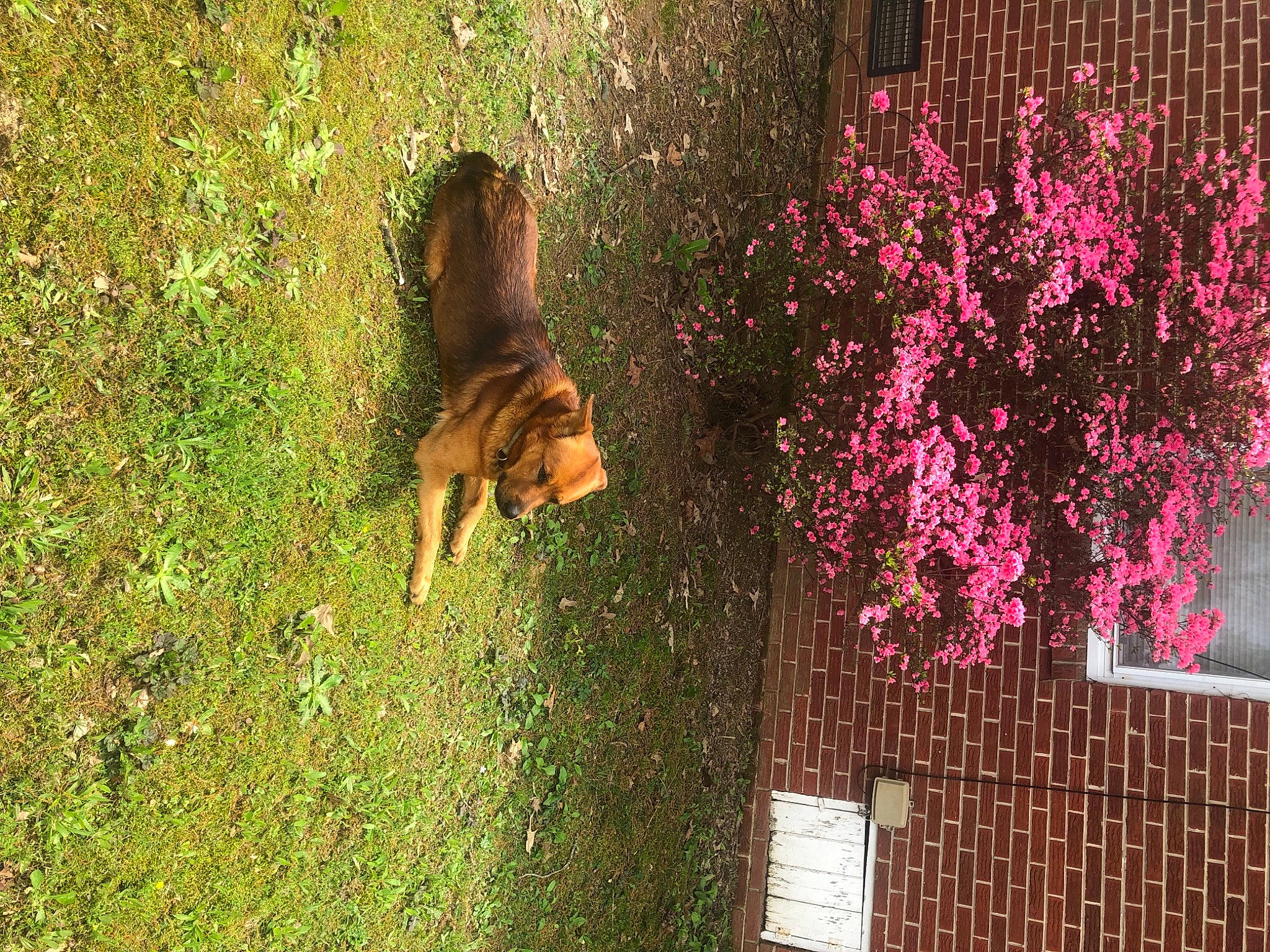 Buddy Wardlow joined the competition — help win amazing prizes! art, branch, building, carnivore, companion_dog, dog, dog_breed, flower, grass, green, lawn, leaf, people_in_nature, plant, shrub, tail, tints_and_shades, tree, trunk, window