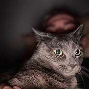 Smokey joined the competition — help win amazing prizes! cat, gray_cat, yellow_eyes, close_up, pet, animal, feline, person, hand, blurred_background, indoor, portrait, face, fur, whiskers, domestic_animal, mammal, companionship, intimate, soft_lighting