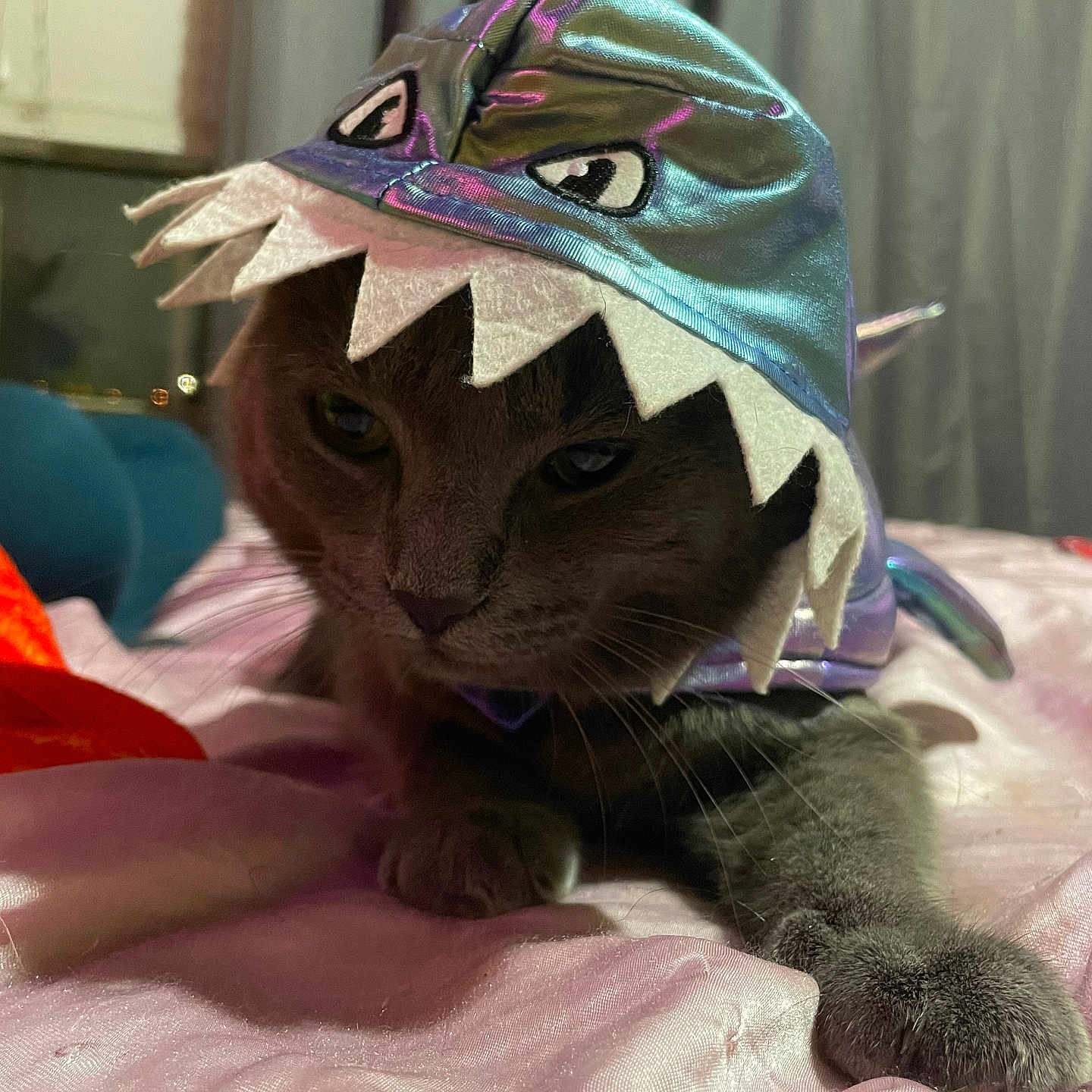 Smokey is registered to the contest to win money with this photo: abyssinian, animal, applique, bonnet, cap, cat, clothing, hat, head, hood, hoodie, kitten, knitwear, manx, pattern, person, pet, sunhat, sweater, sweatshirt