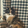 armchair, big_eyes, cat, checkered, cozy, fluffy, fur, furniture, home_interior, indoor, long_hair, paw, pet, plaid, portrait, sitting, tail, tortoiseshell_cat, upholstery, whiskers