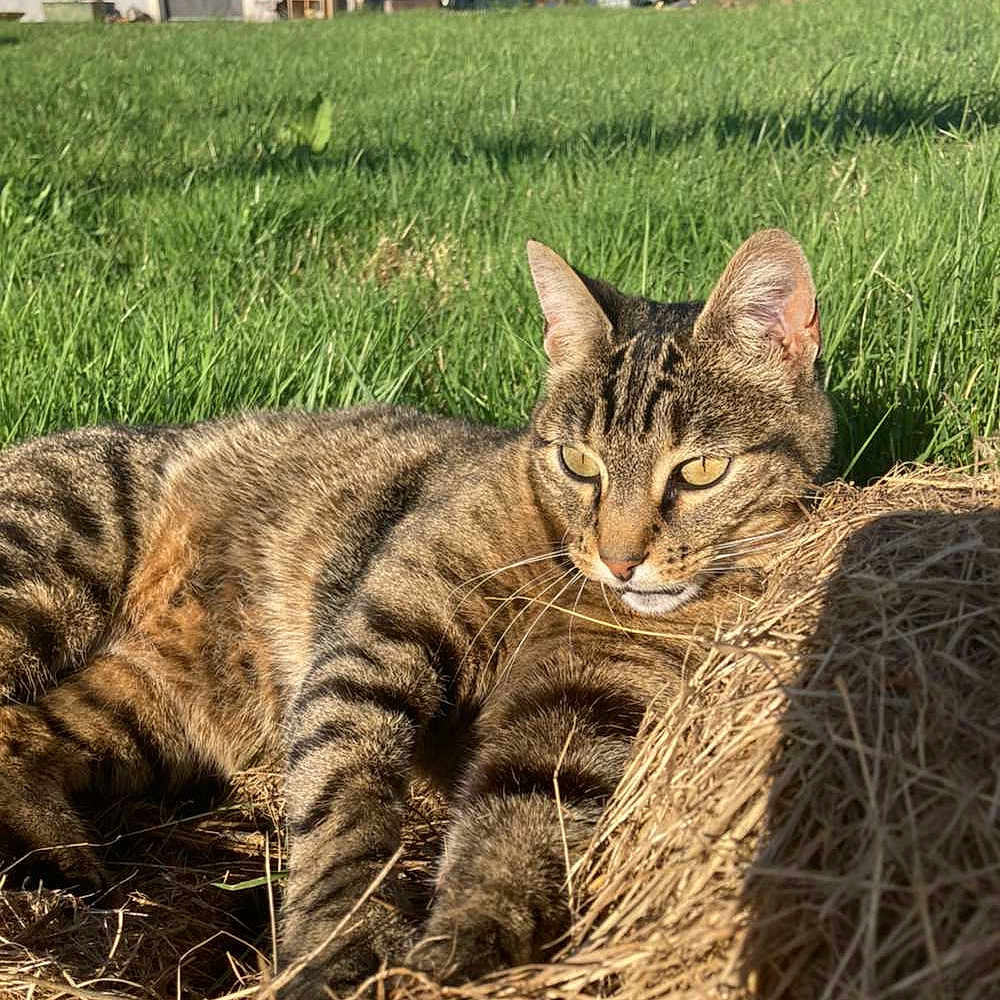 Cookie a rejoint le concours — aidez-le/la à gagner de superbes lots ! animal, cat, daytime, ears, feline, field, grass, greenery, hay, house, mammal, nature, outdoor, paw, pet, relaxed, resting, sunlight, tabby, whiskers
