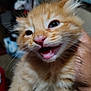 kitten, cat, orange_tabby, feline, pet, mouth_open, whiskers, fur, close_up, hand, cute, animal, indoor, young, portrait, expression, eyes, nose, paw, blurred_background
