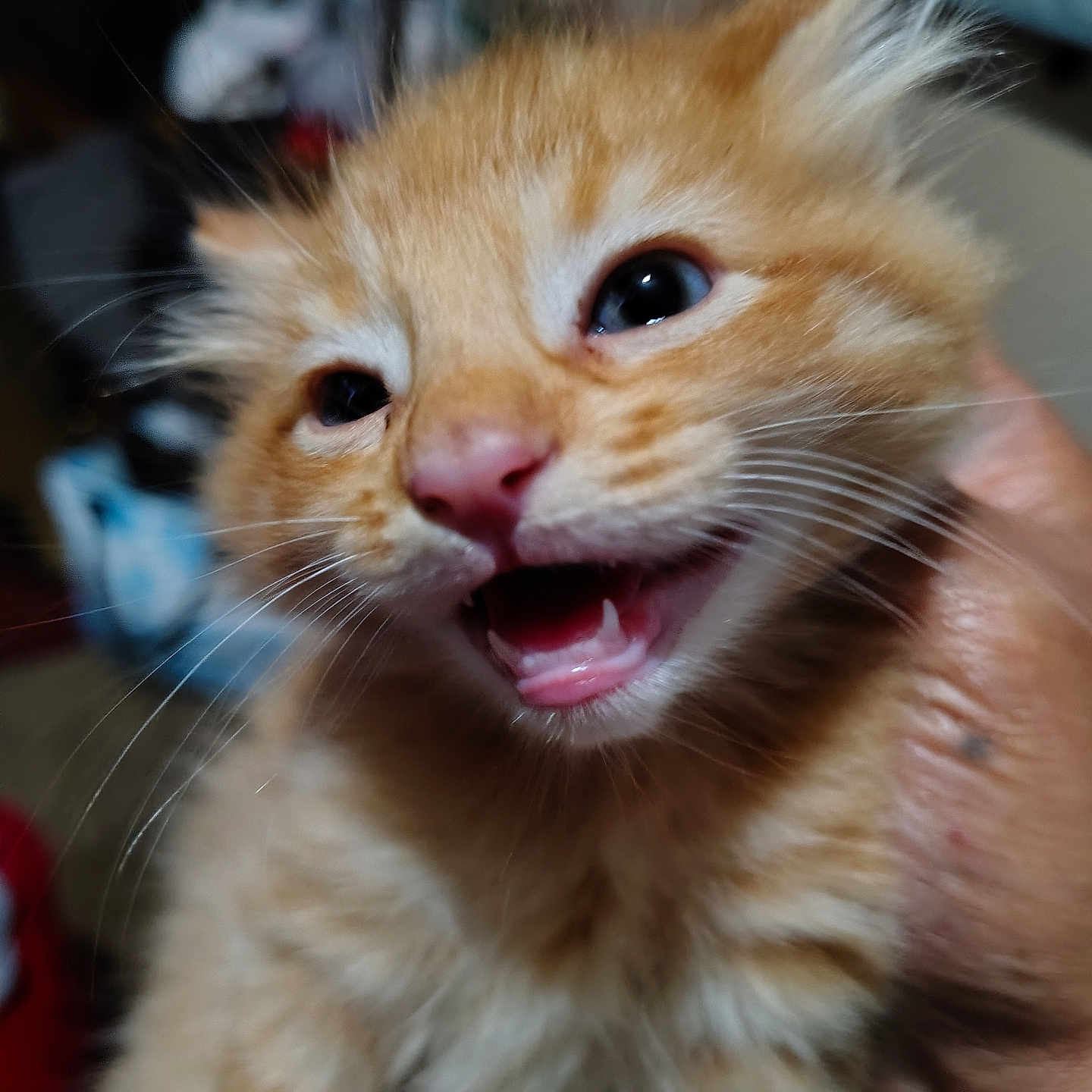 Hulk joined the competition — help win amazing prizes! animal, blurred_background, cat, close_up, cute, expression, eyes, feline, fur, hand, indoor, kitten, mouth_open, nose, orange_tabby, paw, pet, portrait, whiskers, young