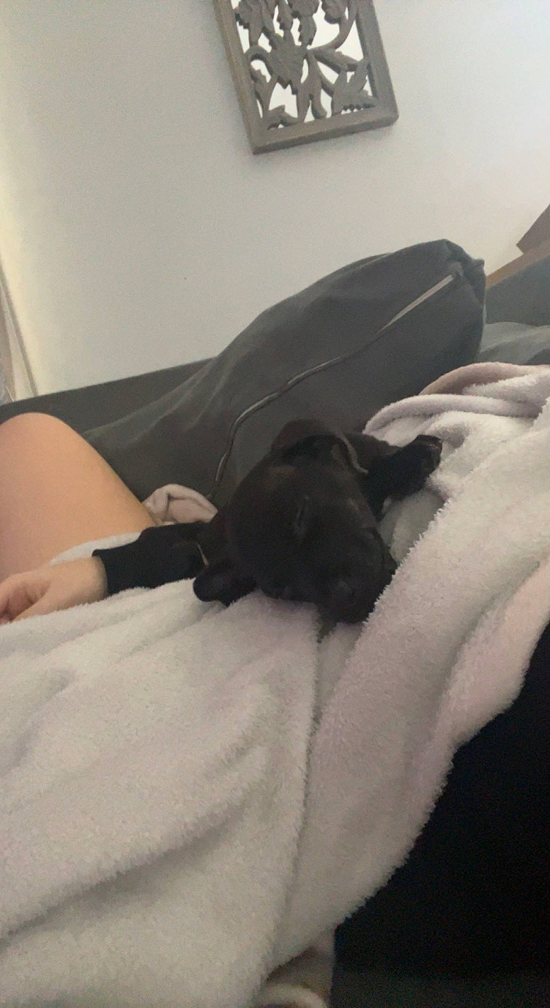 Nelly joined the competition — help win amazing prizes! bed, bed_sheet, bedding, bedroom, carnivore, comfort, companion_dog, dog, dog_breed, duvet, flooring, grey, hardwood, human_leg, knee, linens, picture_frame, room, thigh, wood