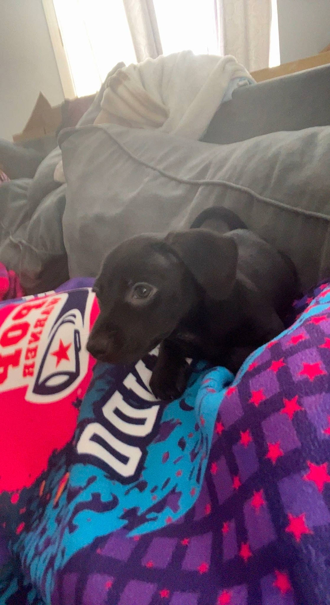 Nelly joined the competition — help win amazing prizes! canidae, carmine, carnivore, comfort, companion_dog, dog, dog_breed, dog_supply, electric_blue, fur, grey, linens, pattern, plaid, sleeve, sporting_group, sportswear, tartan, textile, working_animal