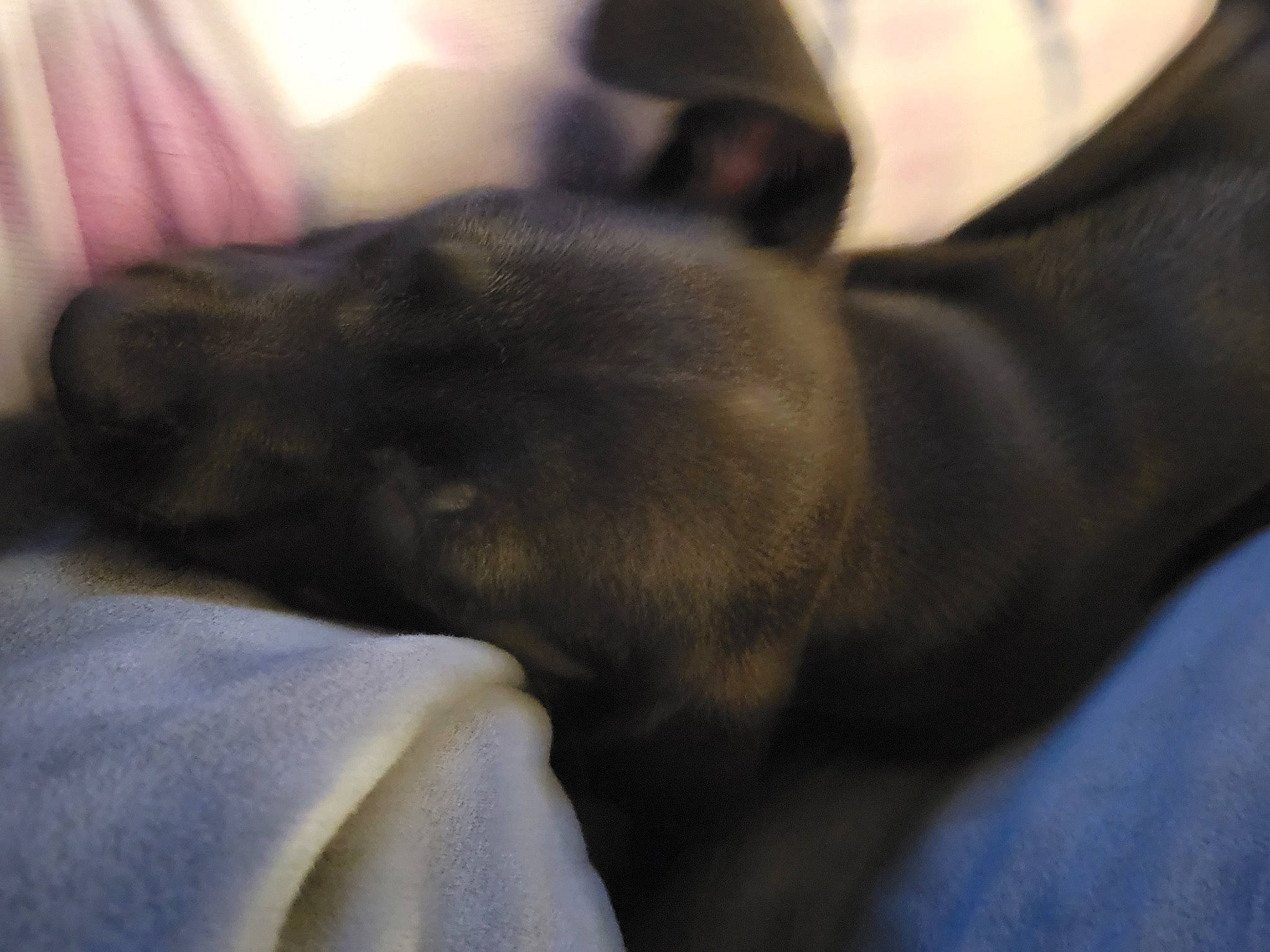 Nelly joined the competition — help win amazing prizes! carnivore, comfort, companion_dog, curtain, dog, dog_breed, fawn, felidae, fur, grey, guard_dog, linens, liver, small_to_medium_sized_cats, sporting_group, terrestrial_animal, toy_dog, whiskers, working_animal, wrinkle