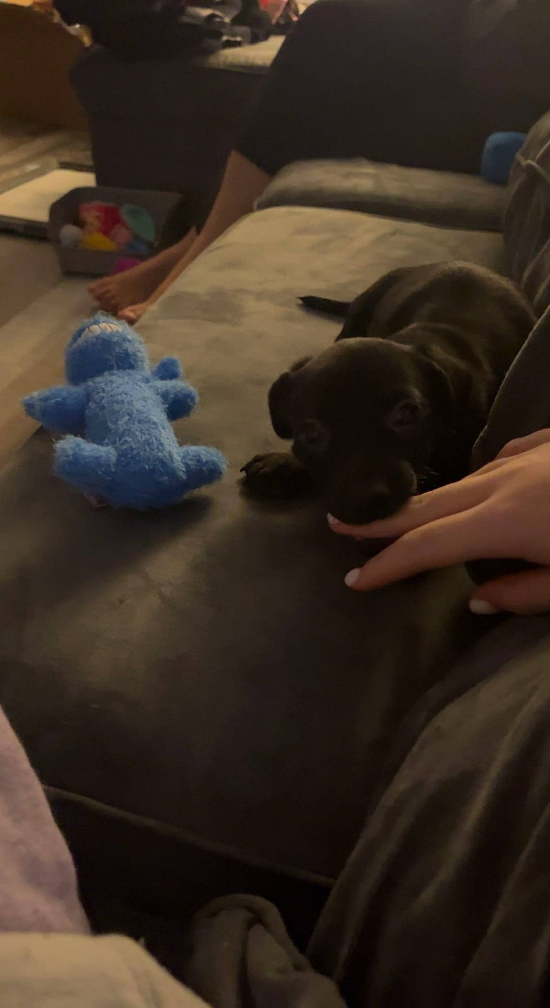 Nelly is registered to the contest to win money with this photo: carnivore, comfort, companion_dog, couch, dog, dog_breed, electric_blue, fawn, flooring, grey, hardwood, linens, pillow, room, sporting_group, stuffed_toy, toy, toy_dog, wood, working_animal